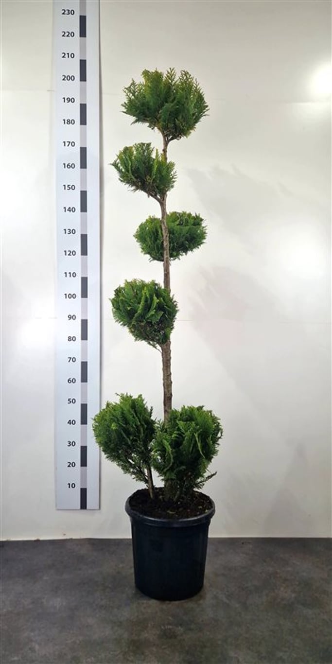 Chamaecyparis l. 'Stardust' - 160-180 CM Ponpon Cont.
